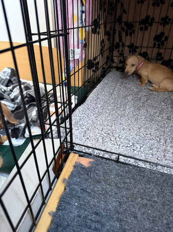Mini dachshund