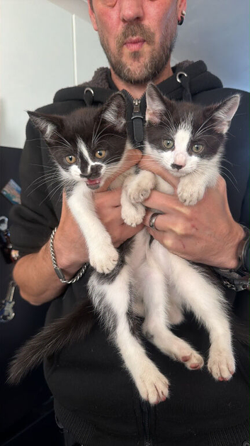 3 kittens available now
