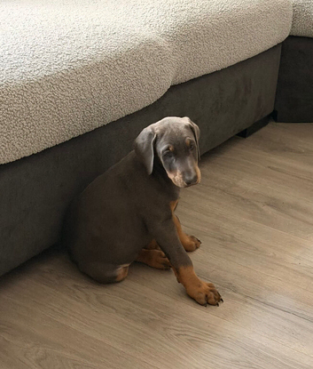 Female Doberman blue and tan puppy