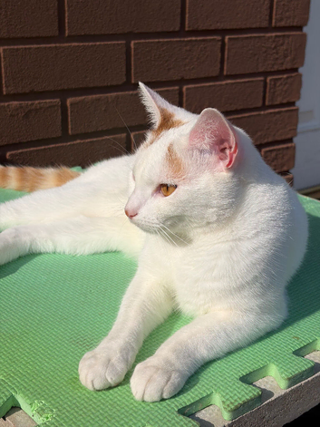Cat for re-homing