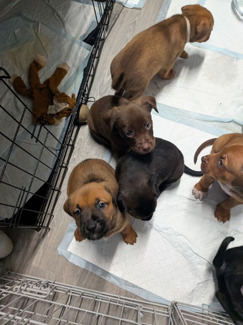 Mixed bread/lab/