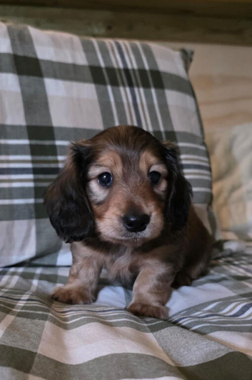 Beautiful shaded cream miniature dachshund puppies