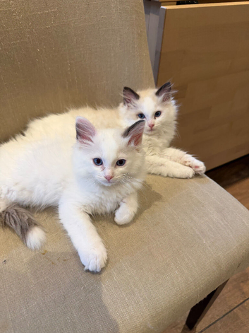 Stunning ragdoll kittens