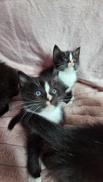 Kittens Ready Now *2 STILL AVAILABLE &pound;150*