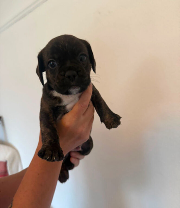 The mum is begal/pug and dad is a frenchie