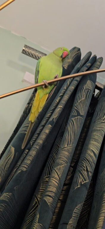 Female green ringneck parrot