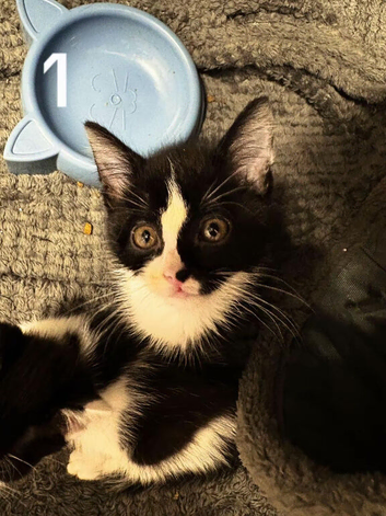 Beautiful Kittens For Sale