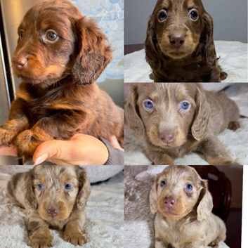 Gorgeous Long-Haired Miniature Dachshund Puppies