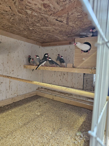 Java sparrows