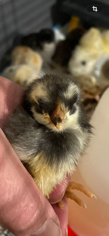 Baby Chicks, RIR, CLB, FCM,Light Suss.,  , Anglesey LL65 4..