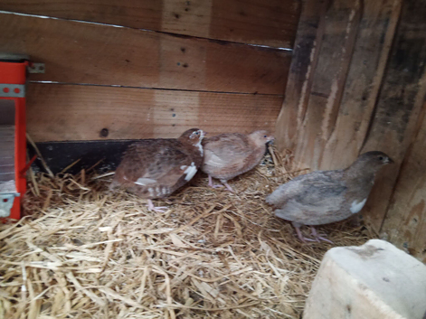 5 female and one male quails