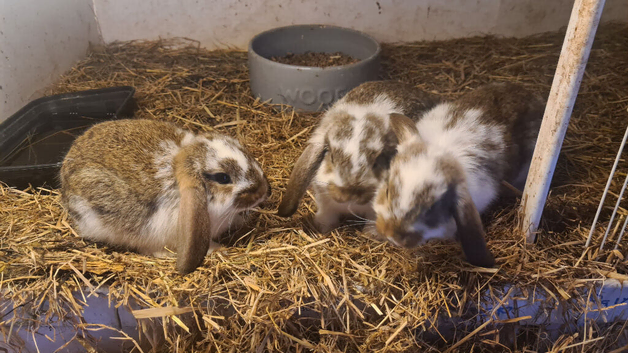 Joblot rabbits