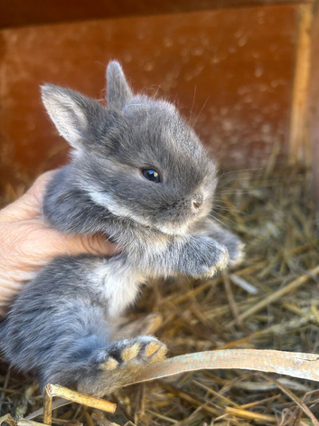 Beautiful Netherland dwarfand mini rex X mini lop babies