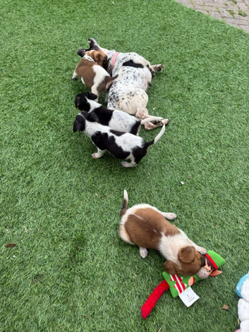 Jack Russell pups