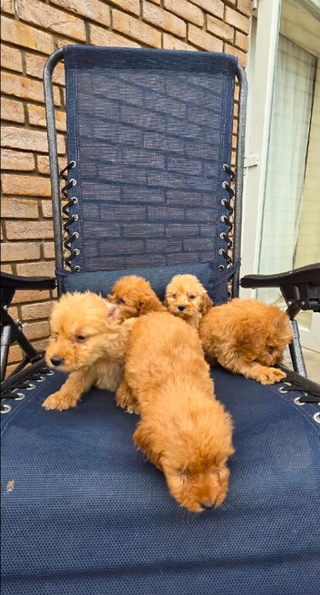 F1 cockerpoos