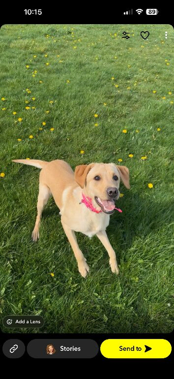Red fox Labrador bitch