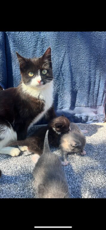 Beautiful x Russian blue kittens