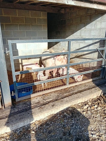Middlewhite weaner pigs for sale