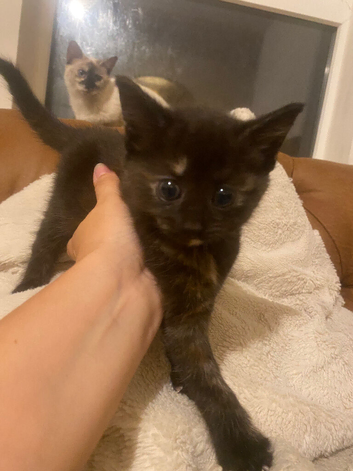 Kittens, Norwegian Forest cross