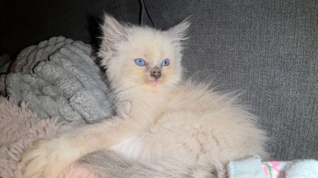 Ragdoll x