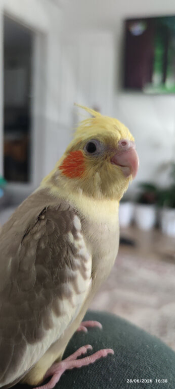 Baby cockatiel