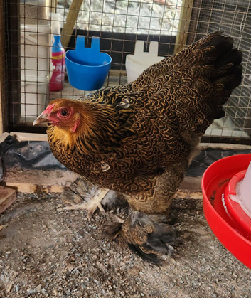 1 x Gold Partridge Brahma Bantam hen -