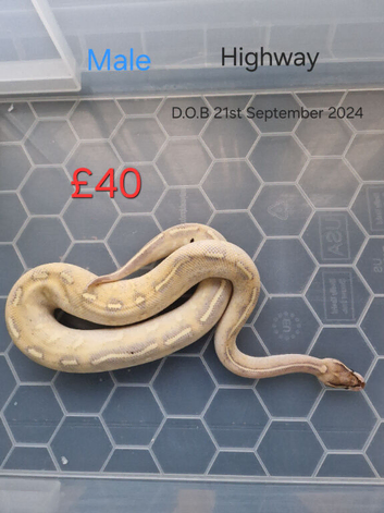 Multiple ball pythons.