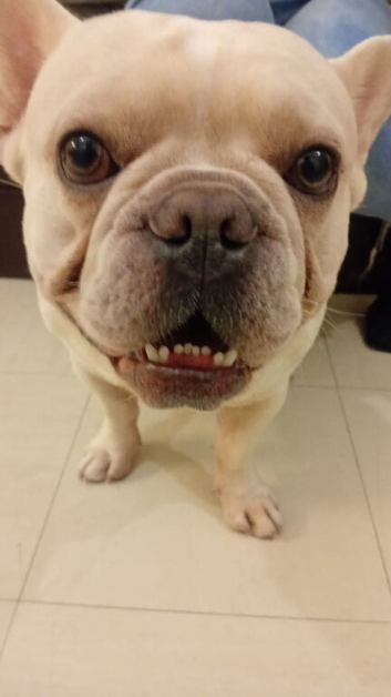 Male Platinum French bulldog