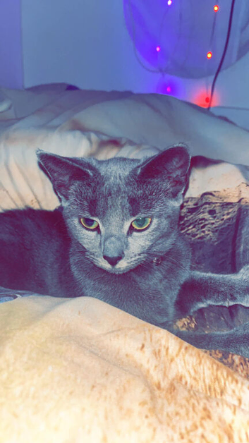Russian blue for sale