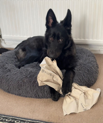 Beautiful 8mth old male black gsd for sale