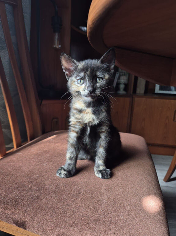 Last calico female remaining