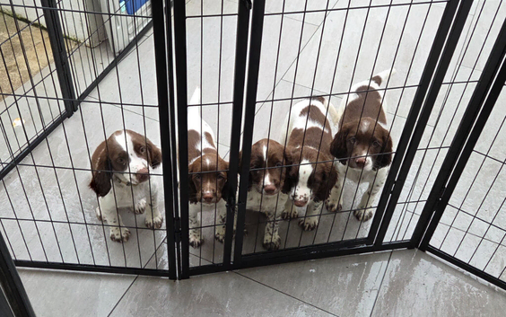 Sprocker puppies