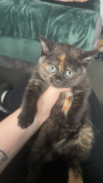 Tortoise shell British short hair