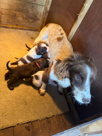 6 beautiful sprocker