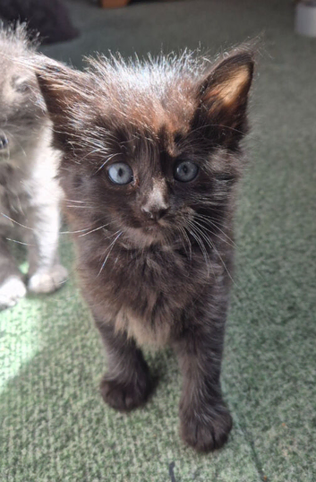 Main coon x mixed breed