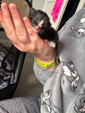 Boy and girl kittens for sale