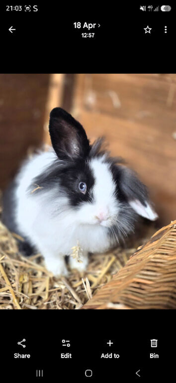 2 female young rabbits