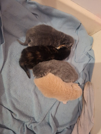 4 Beautiful Kittens