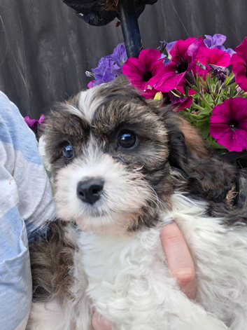 One beautiful cavachon girl looking for forever home