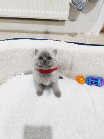 British shorthair kittens