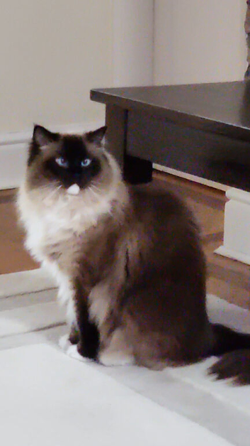 Persian ragdoll