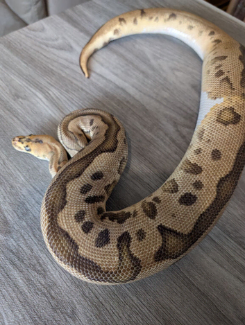 Leopard yellowbelly clown het pied
