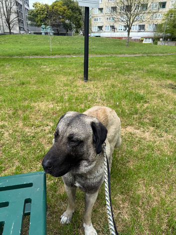 Turkish Kangal dog