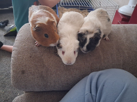 5 males looking for homes