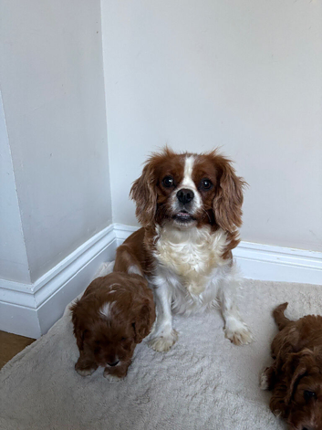 Cavapoo puppy&rsquo;s