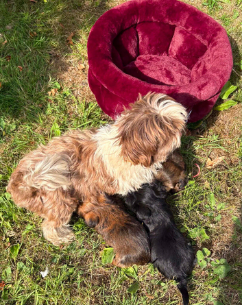 Yourkie/Shih Tzu