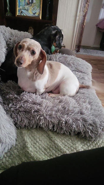 Minuture Dachsund