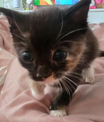 4 kittens for sale
