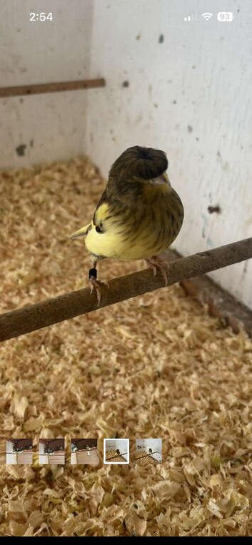 Gloster canaries for sale