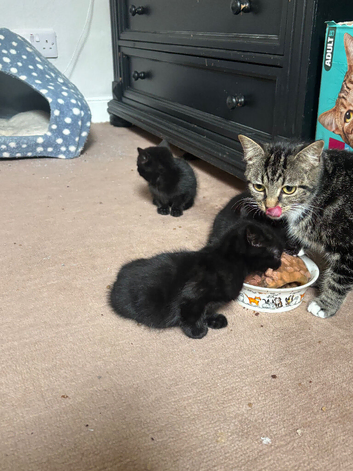 Reduced!! Need homes asap